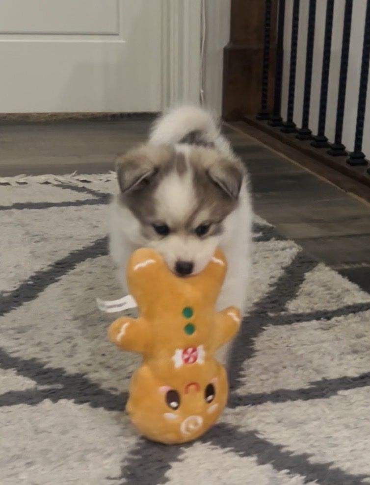 Pomsky Puppy