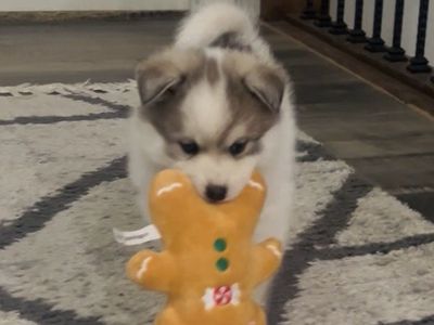 Pomsky Puppy