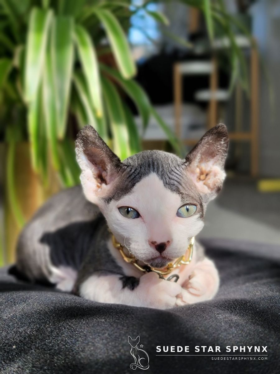 Sphynx Dwelf & Bambino Kittens — Rare Short-Legged Hairless
