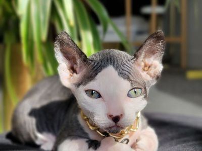 Sphynx Dwelf & Bambino Kittens — Rare Short-Legged Hairless