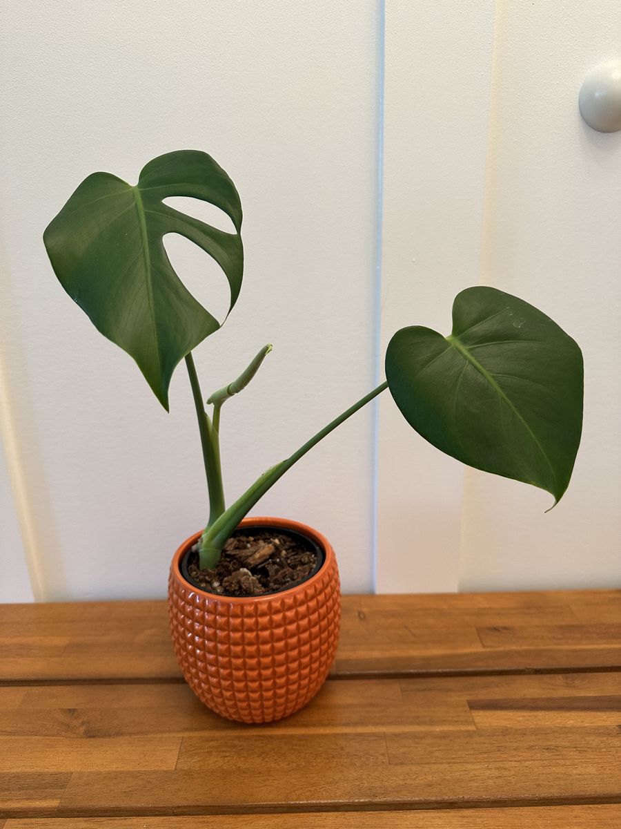 Monstera Deliciosa Pup