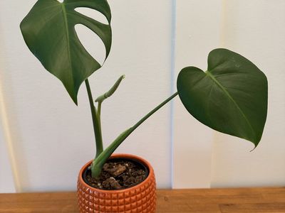 Monstera Deliciosa Pup
