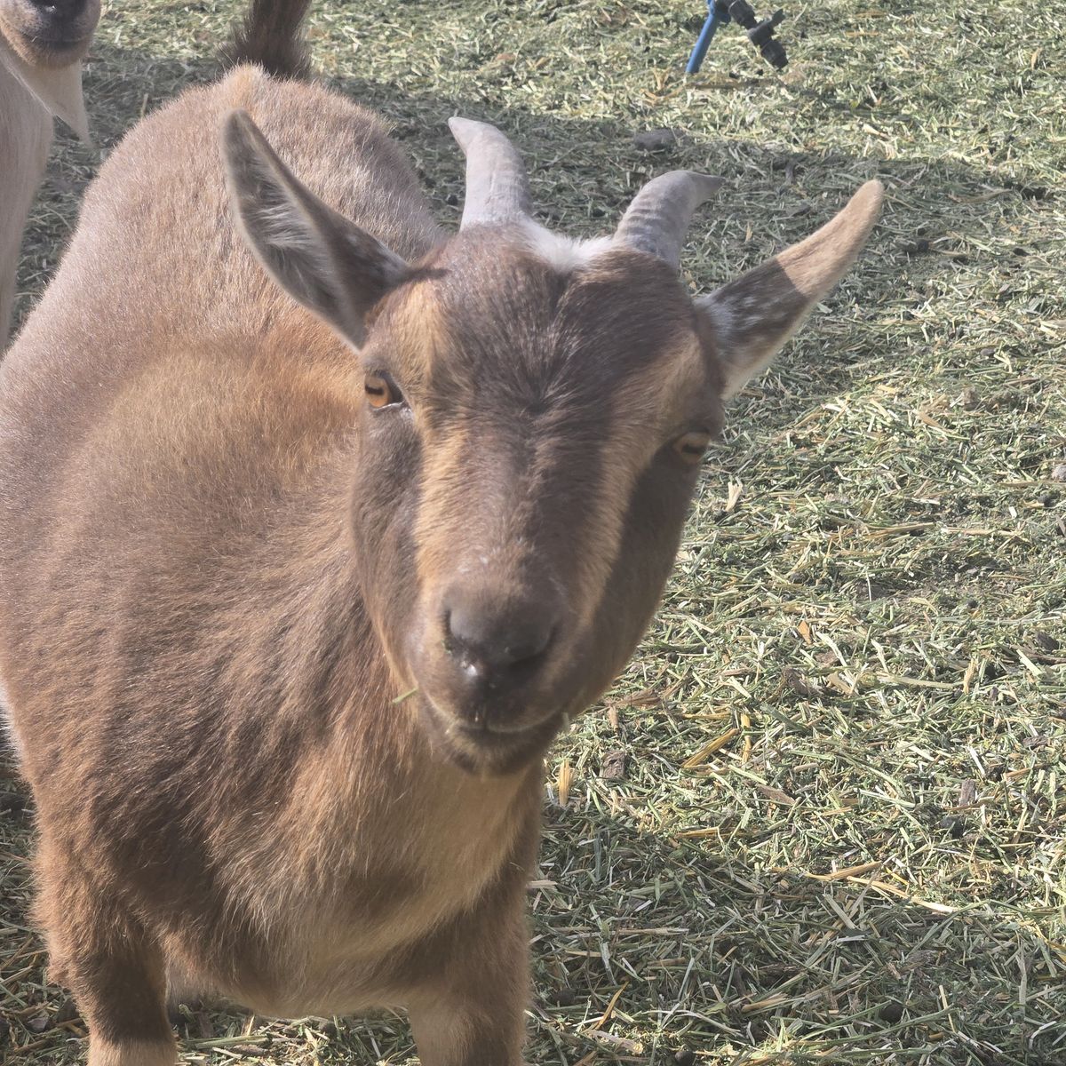 Nigerian Dwarf Doe – Ready for a New Home