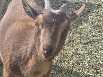 Nigerian Dwarf Doe – Ready for a New Home