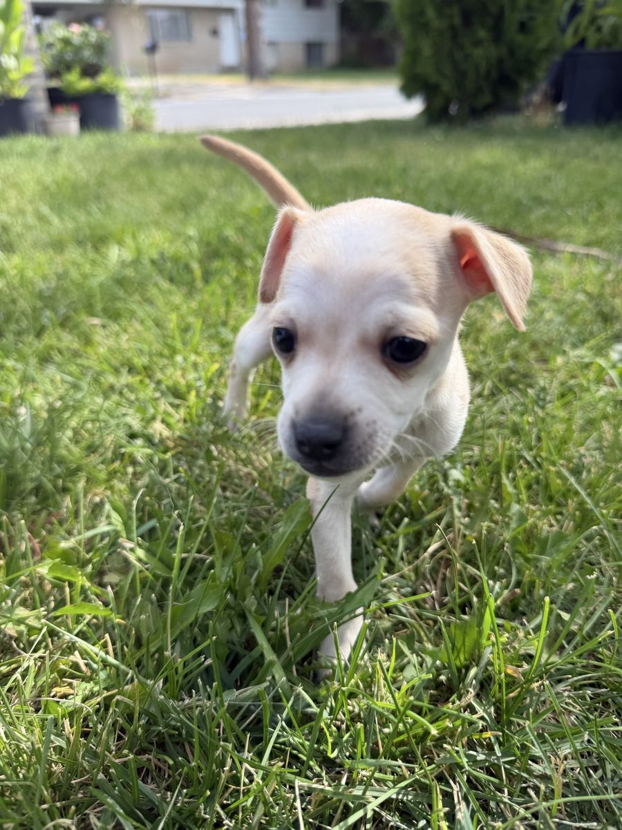 Deer Head Chihuahua Puppy 1 male