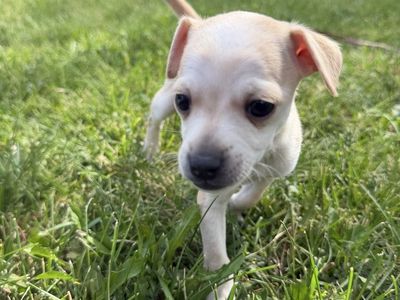 Deer Head Chihuahua Puppy 1 male