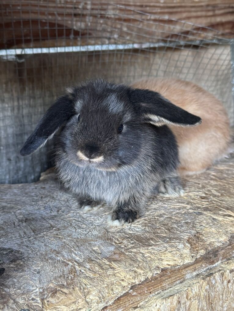 Purebred Holland Lop Bunnies (Ready Christmas Day)