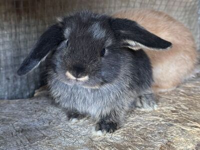 Purebred Holland Lop Bunnies (Ready Christmas Day)