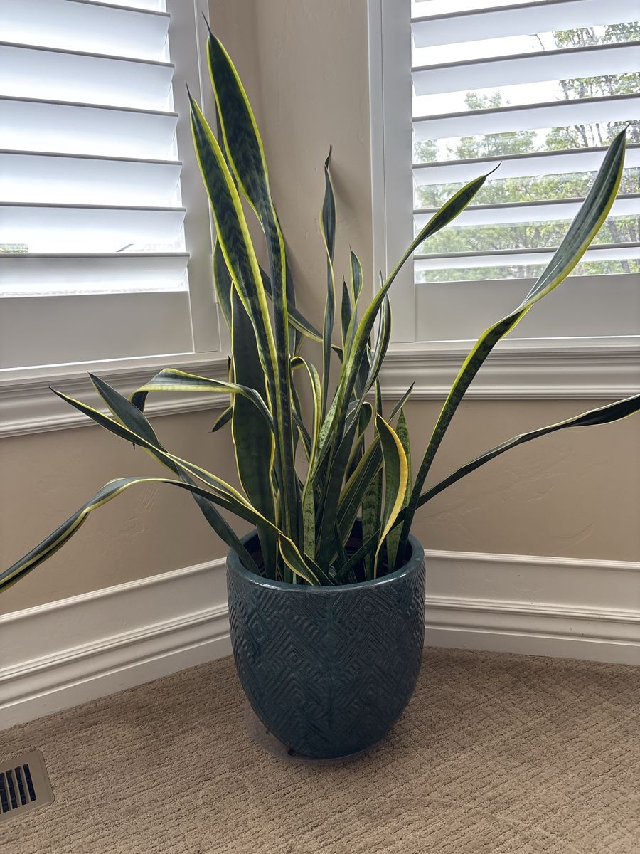 Plant with ceramic pot
