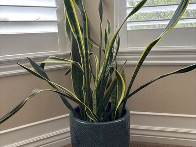 Plant with ceramic pot