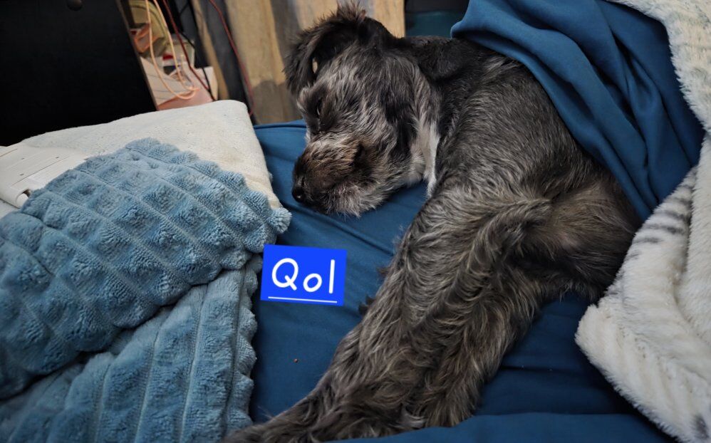 Looking for new home - Qol(Coal)