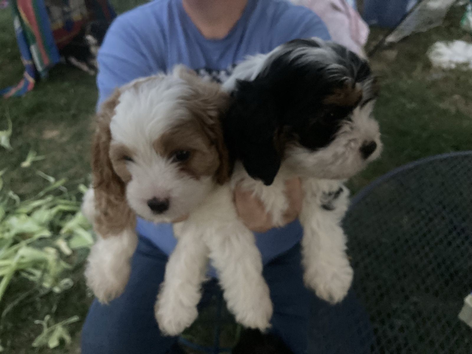 Cockapoo puppies