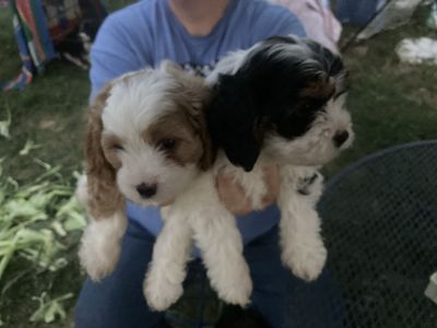 Cockapoo puppies