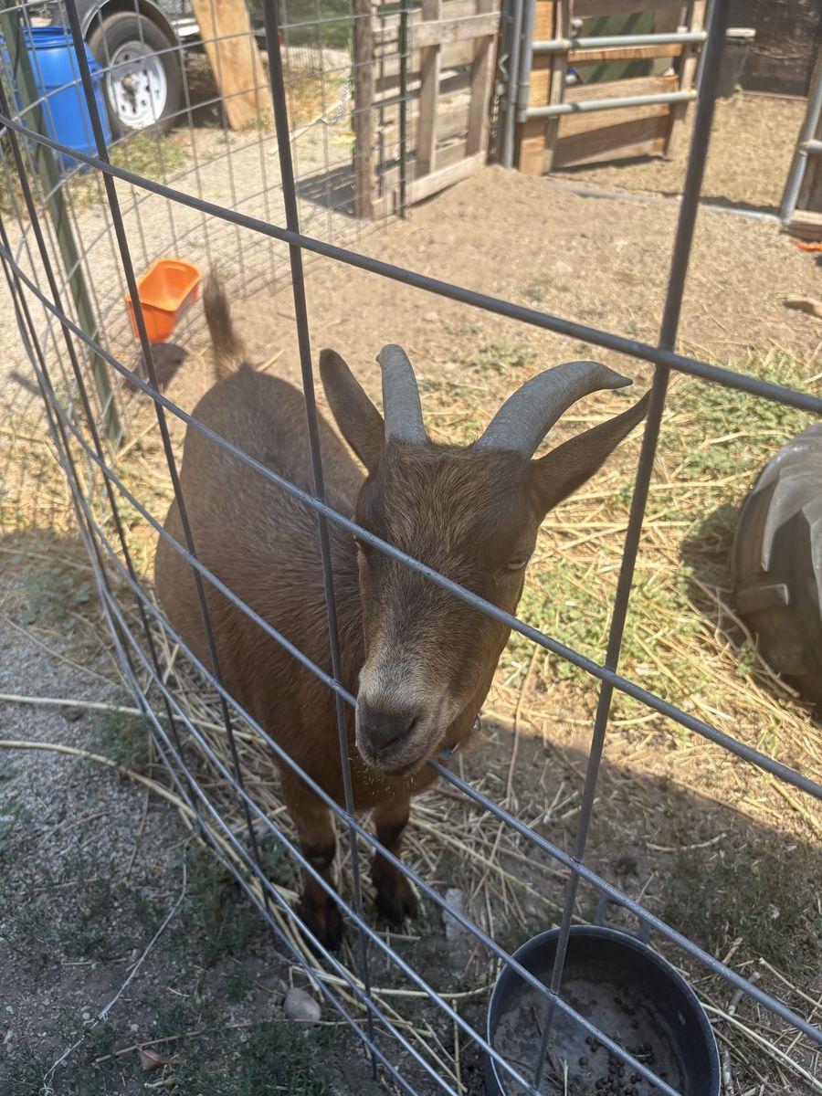 Weather Goat