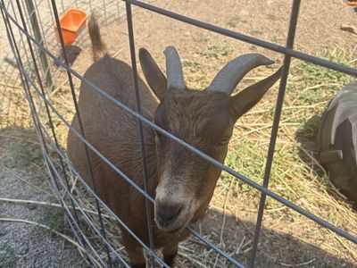 Weather Goat