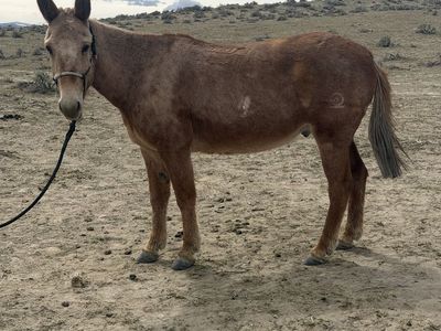 Palomino Mule