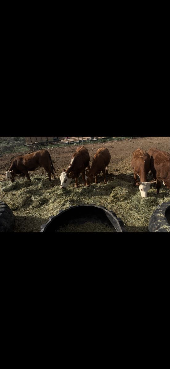 Yearling Corriente cross calves