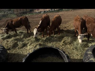 Yearling Corriente cross calves