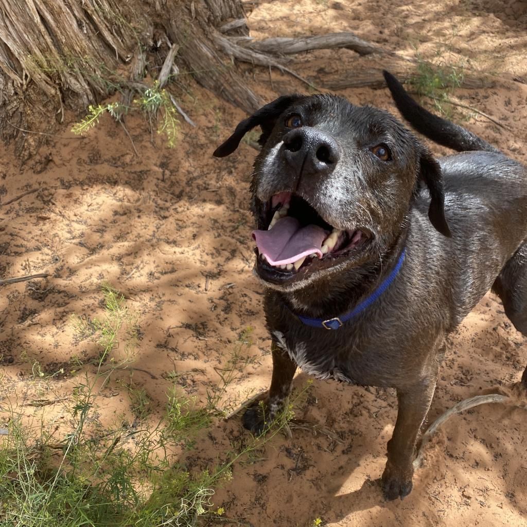 Hello my name is T-Rex