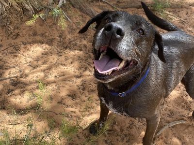 Hello my name is T-Rex