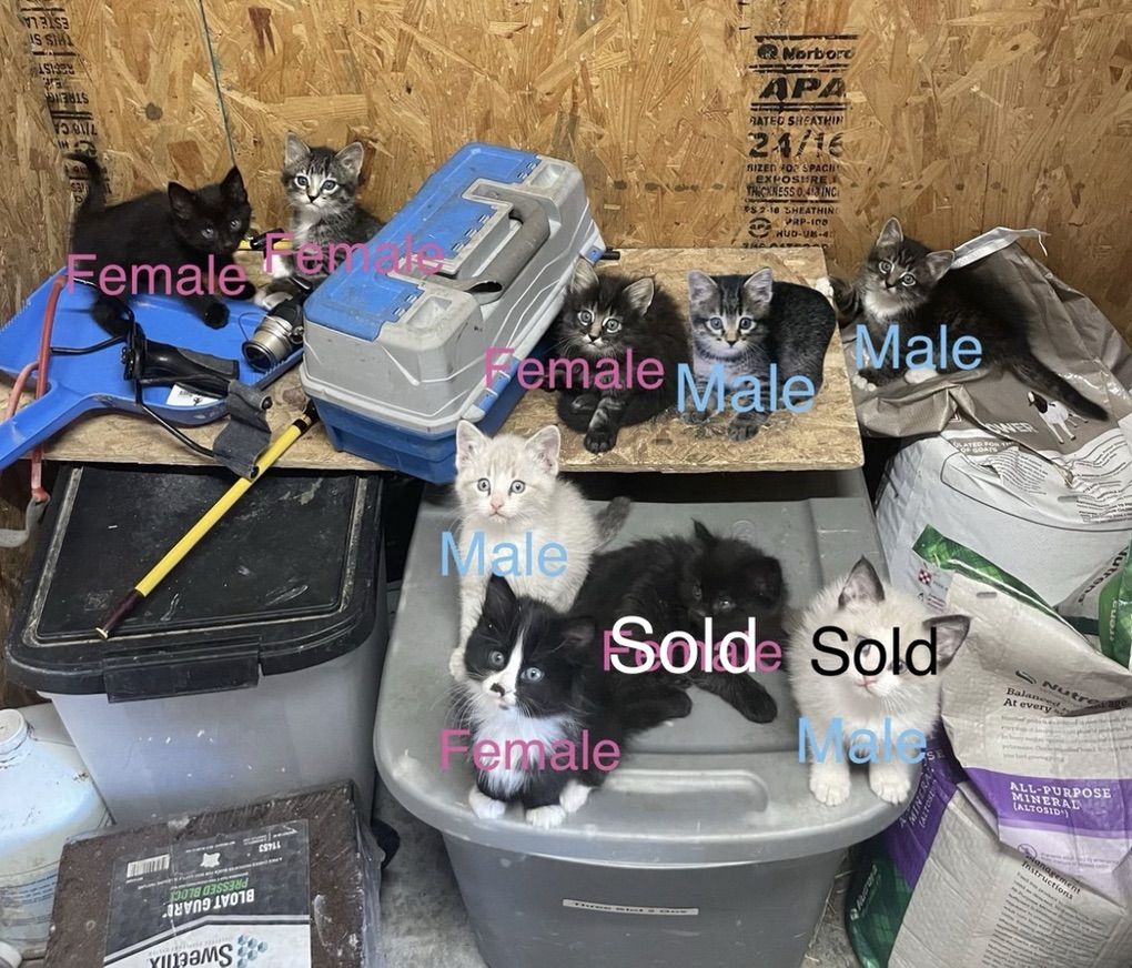 Adorable, Friendly Barn Kittens