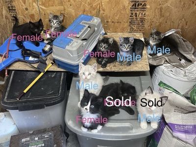 Adorable, Friendly Barn Kittens