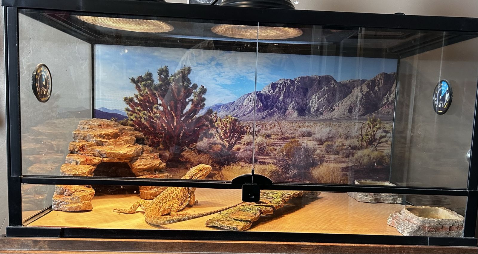 Bearded dragon with 40gal tank and stand