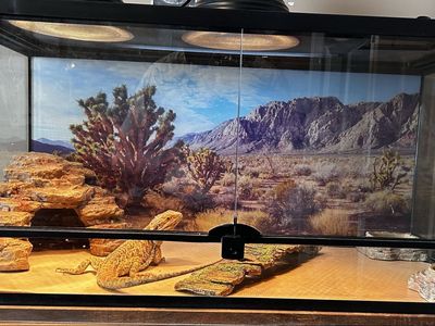 Bearded dragon with 40gal tank and stand