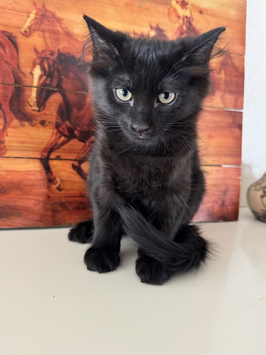 Kittens