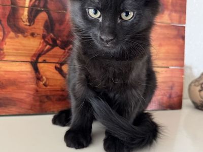 Kittens