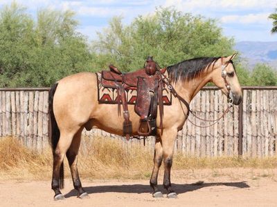 Buckskin Quarter Horse Gelding