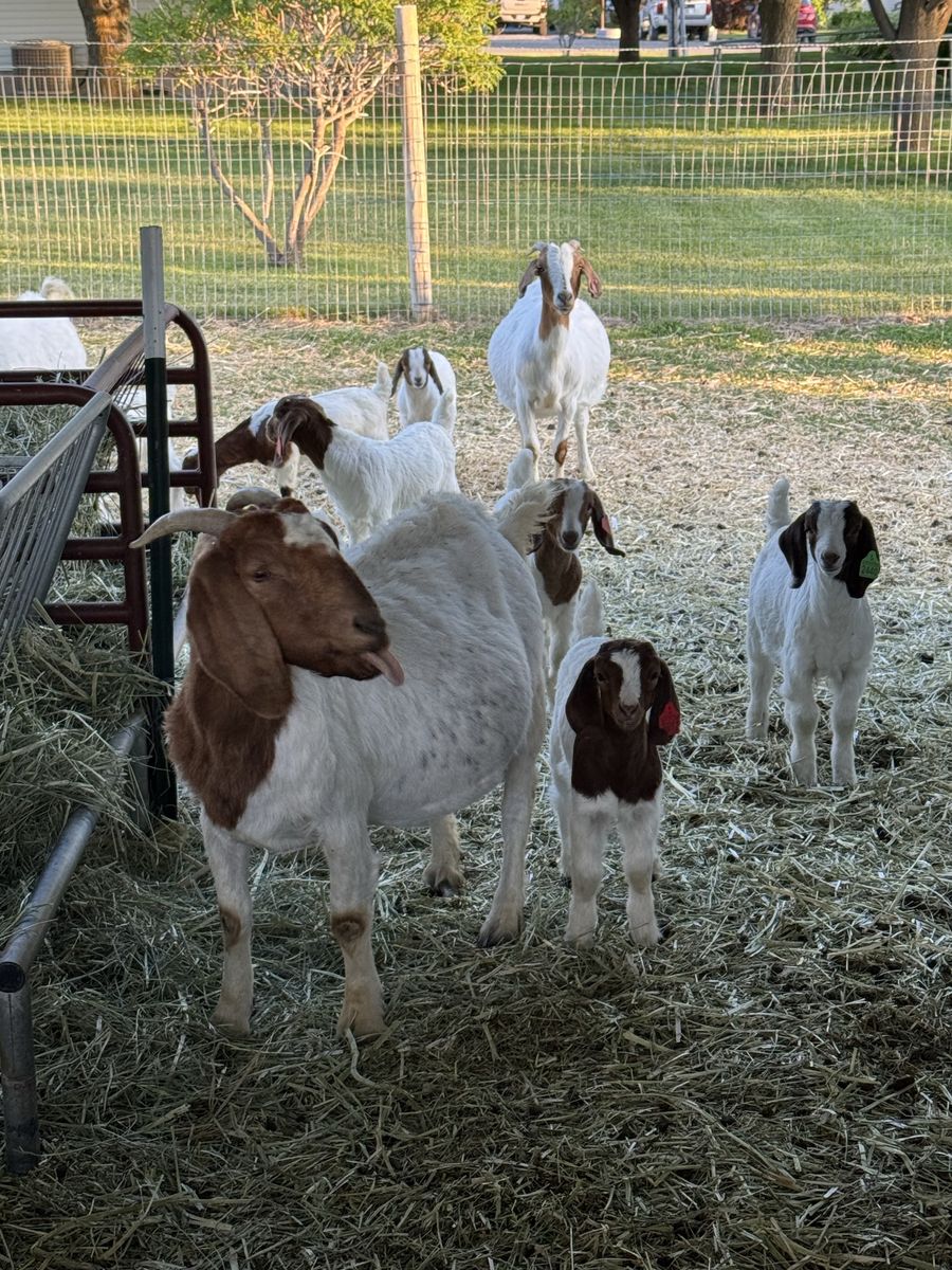 Boar Goat Herd For Sale