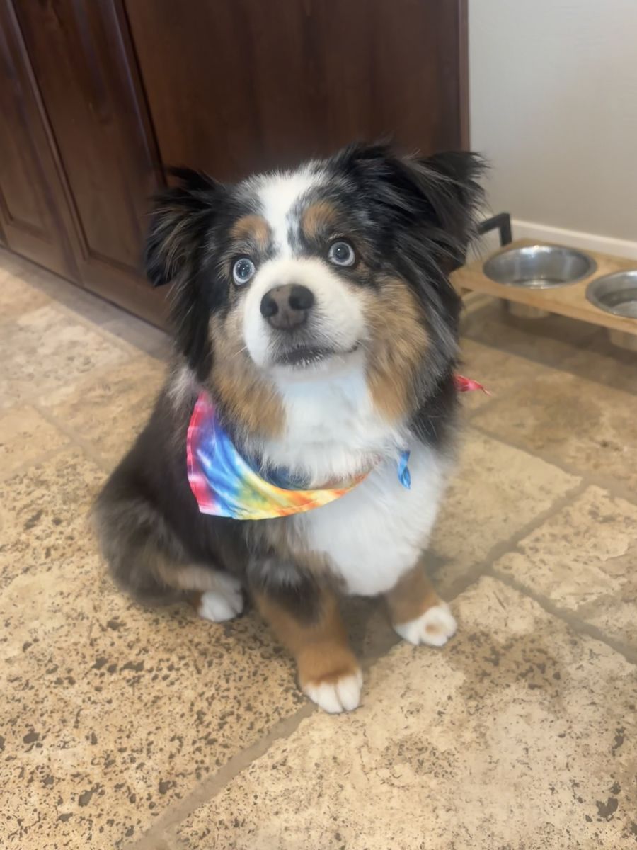 Adult mini Australian Shepherd