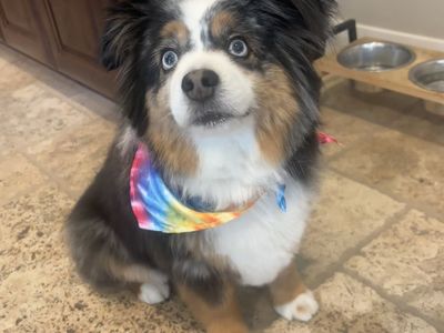 Adult mini Australian Shepherd