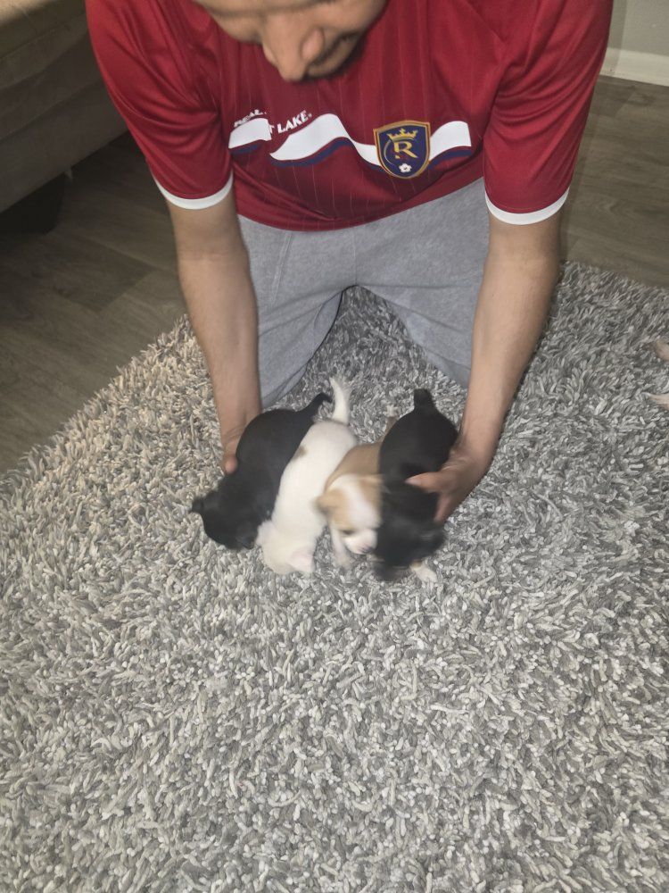 chihuahua puppies