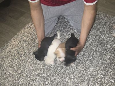 chihuahua puppies
