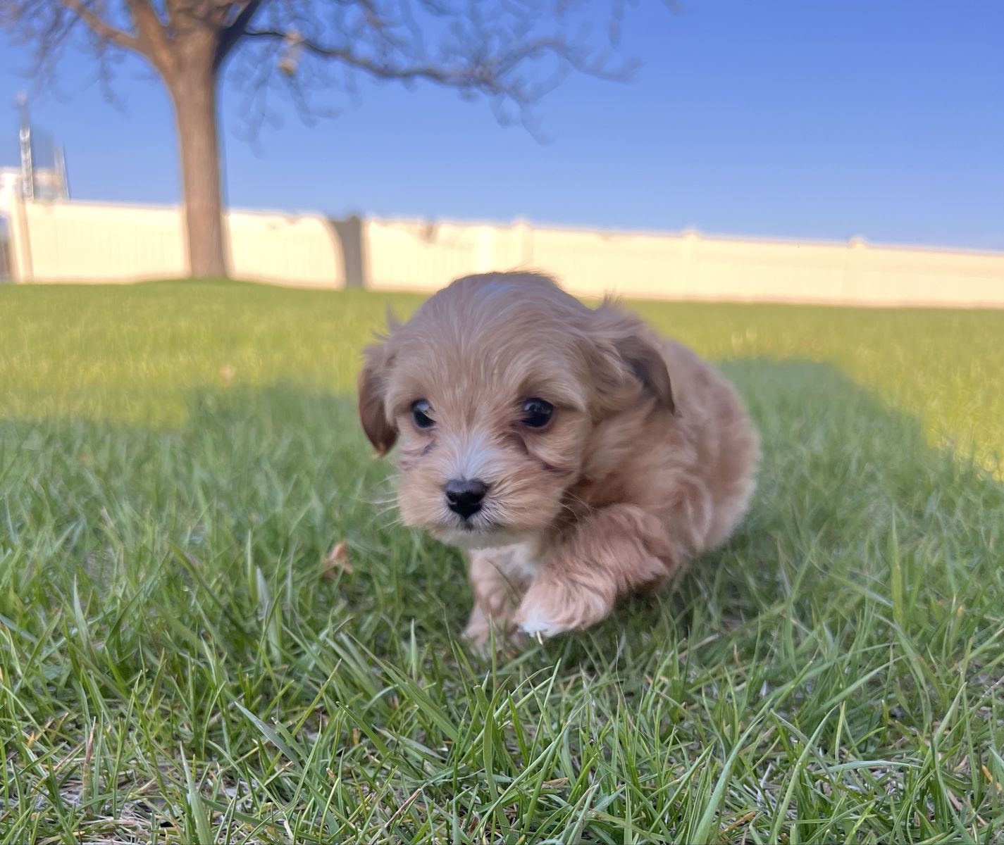 Yorkie Poo Puppies