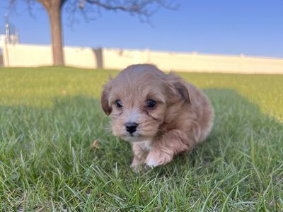Yorkie Poo Puppies