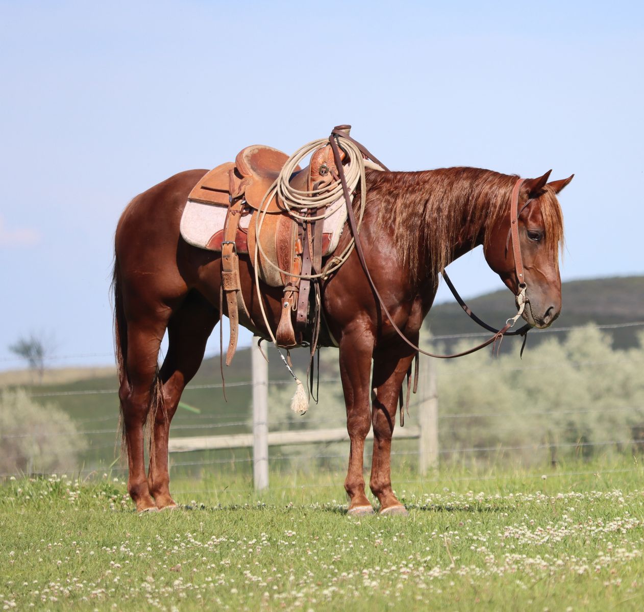 Four year-old AQHA gelding