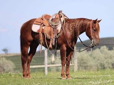 Four year-old AQHA gelding