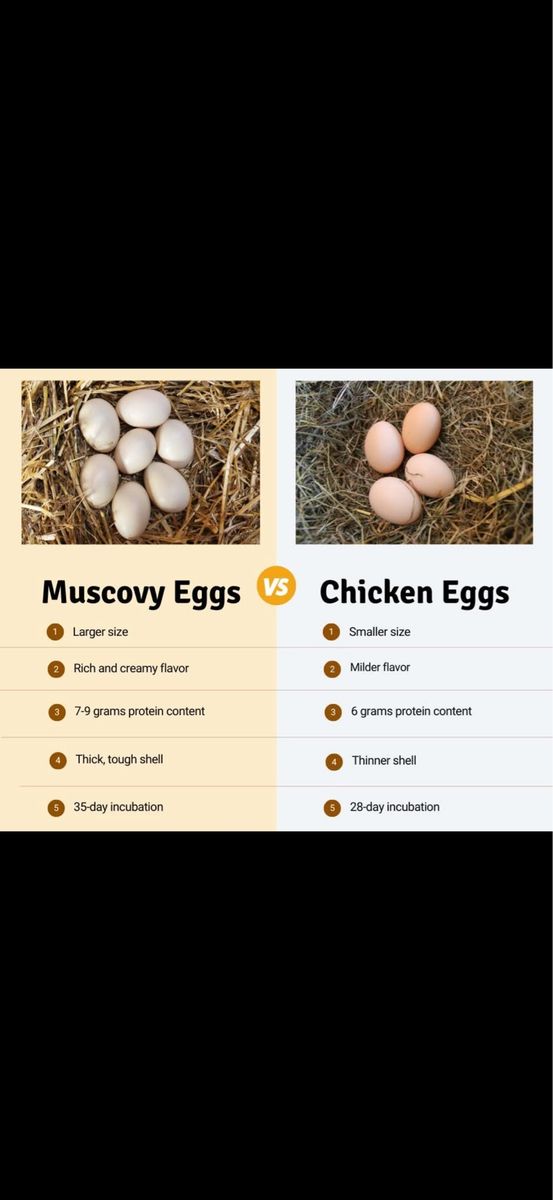 Duck Eggs