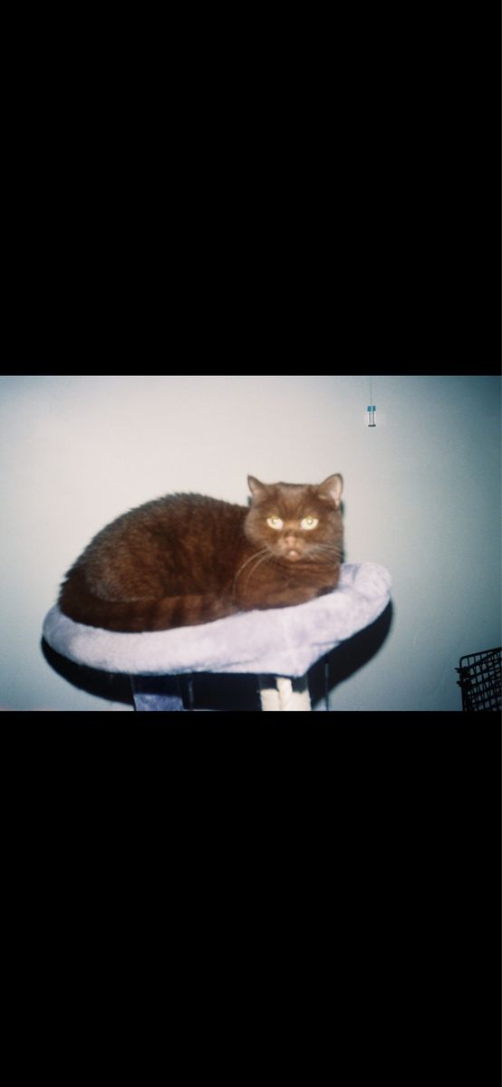 Female munchkin cat