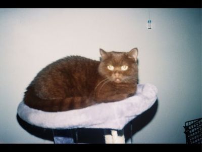 Female munchkin cat