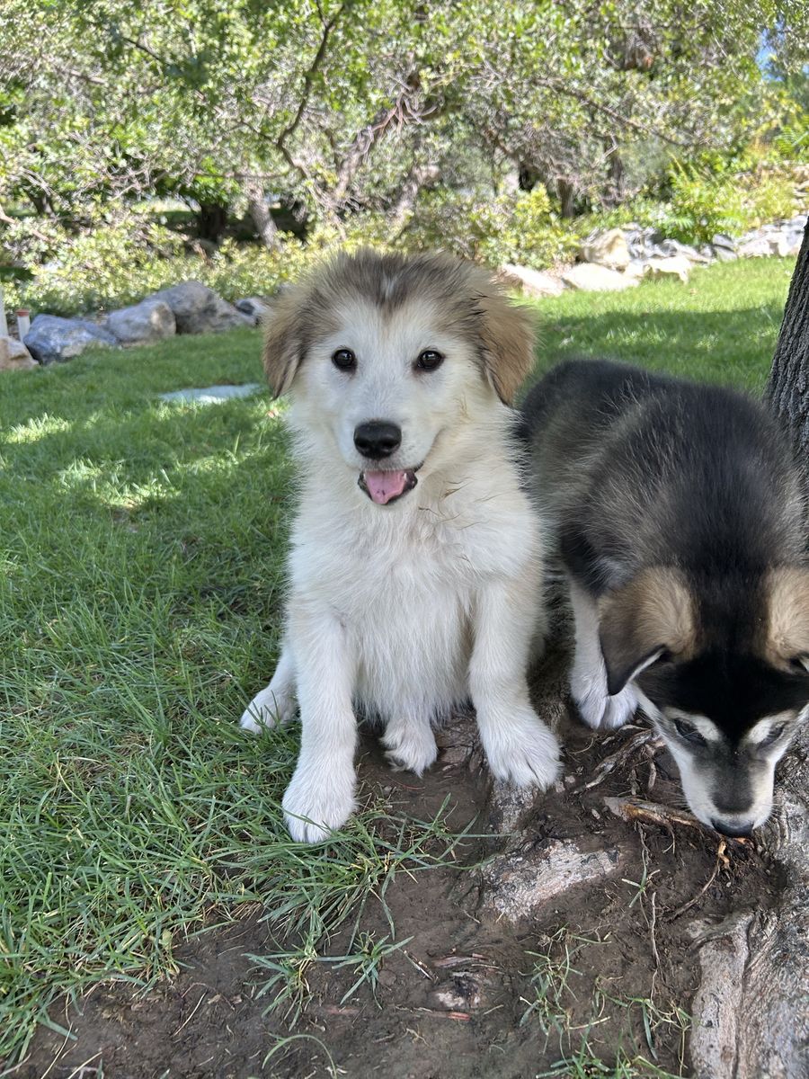 Hypoallergenic Golden Indian Dog Puppies – Only 3 Available – $2,000