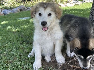 Hypoallergenic Golden Indian Dog Puppies – Only 3 Available – $2,000