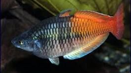 Lake Aytinjo Boesemani Trio