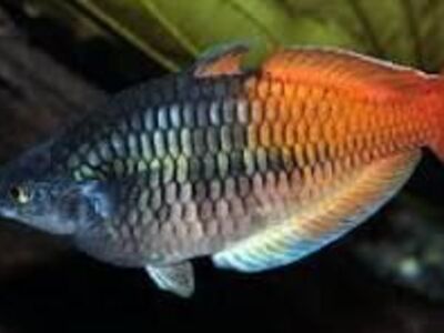 Lake Aytinjo Boesemani Trio