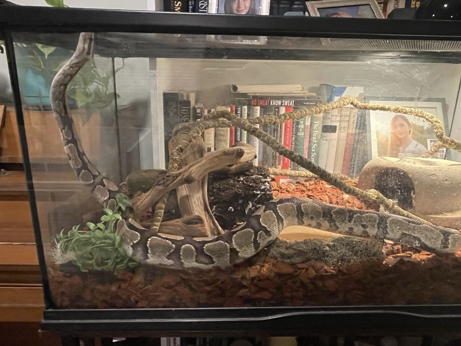 Male Ball Python In Need of Home