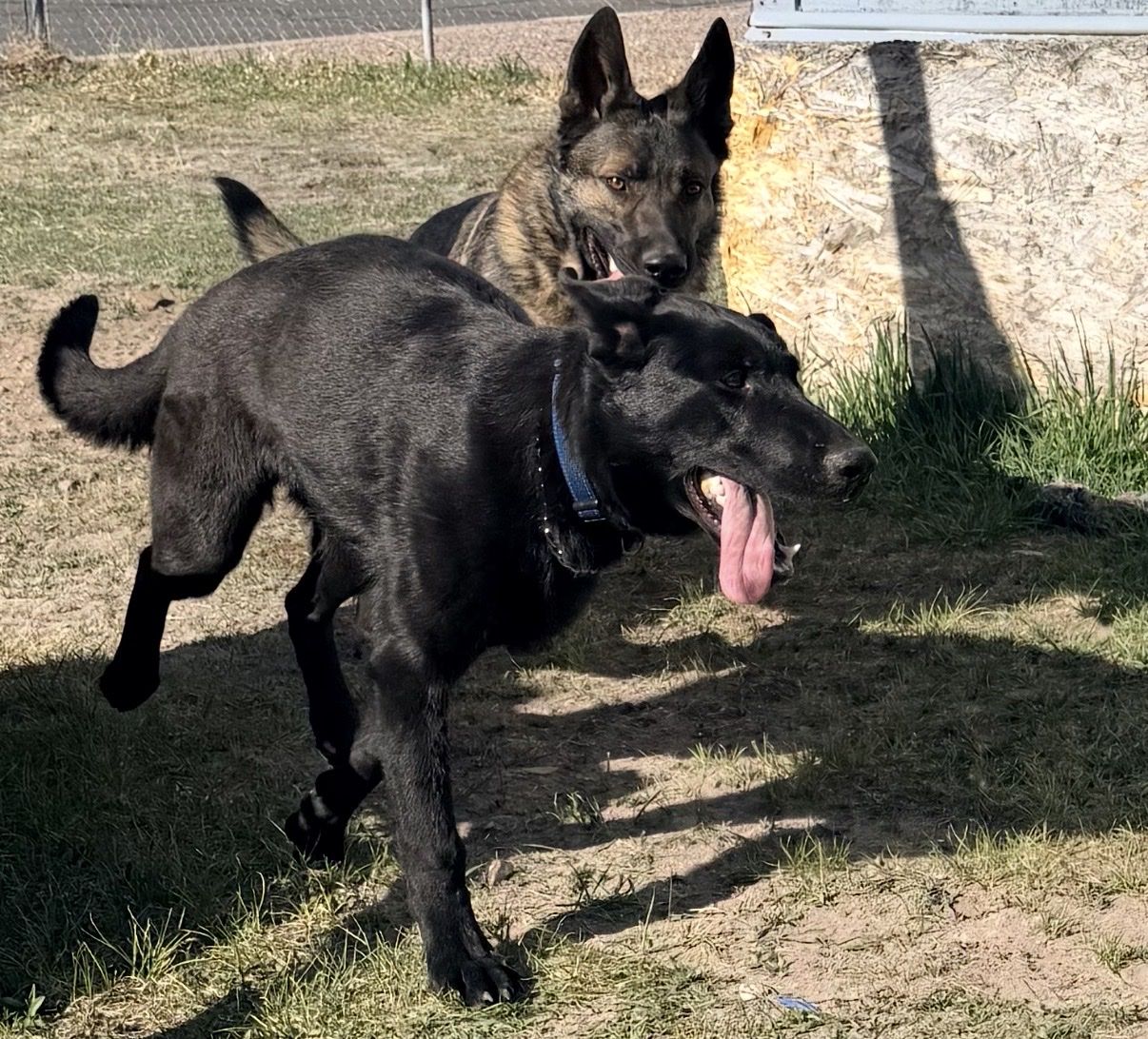 AKC registered 8 month old male GSD