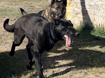 AKC registered 8 month old male GSD